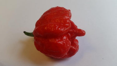 Butch T Scorpion - Seeds